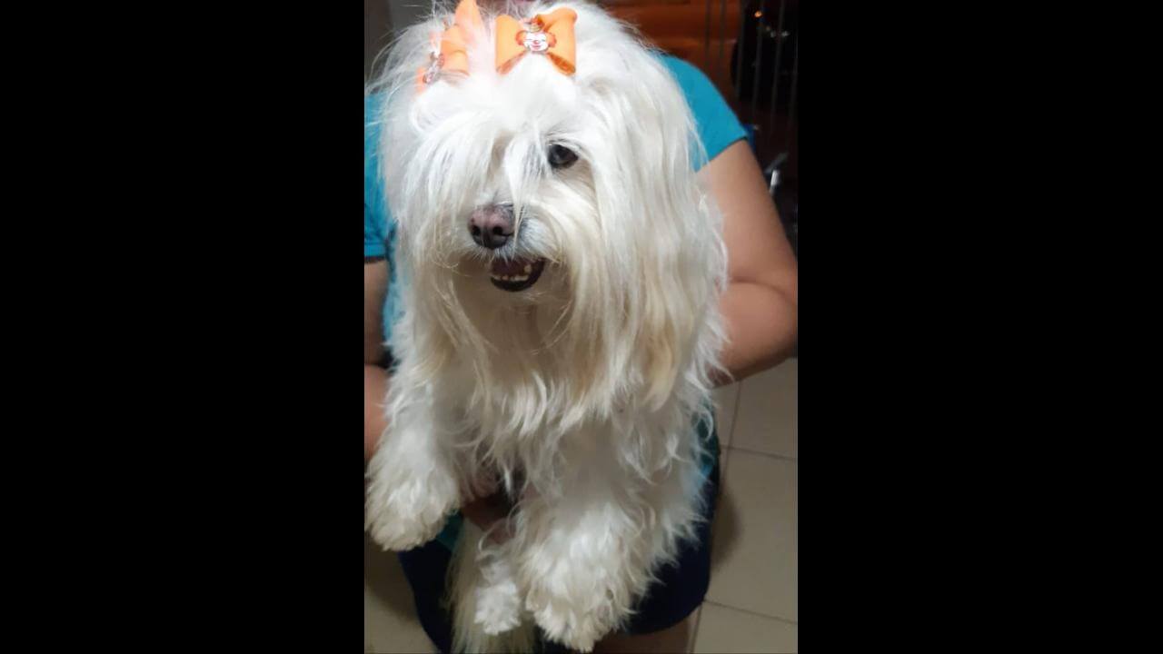 Cachorra é encontrada no bairro Jardim Padovani