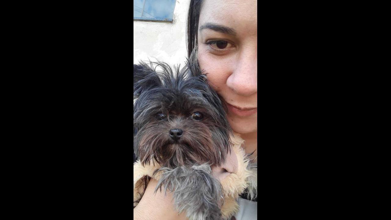 Cachorra Sky desapareceu no bairro Interlagos
