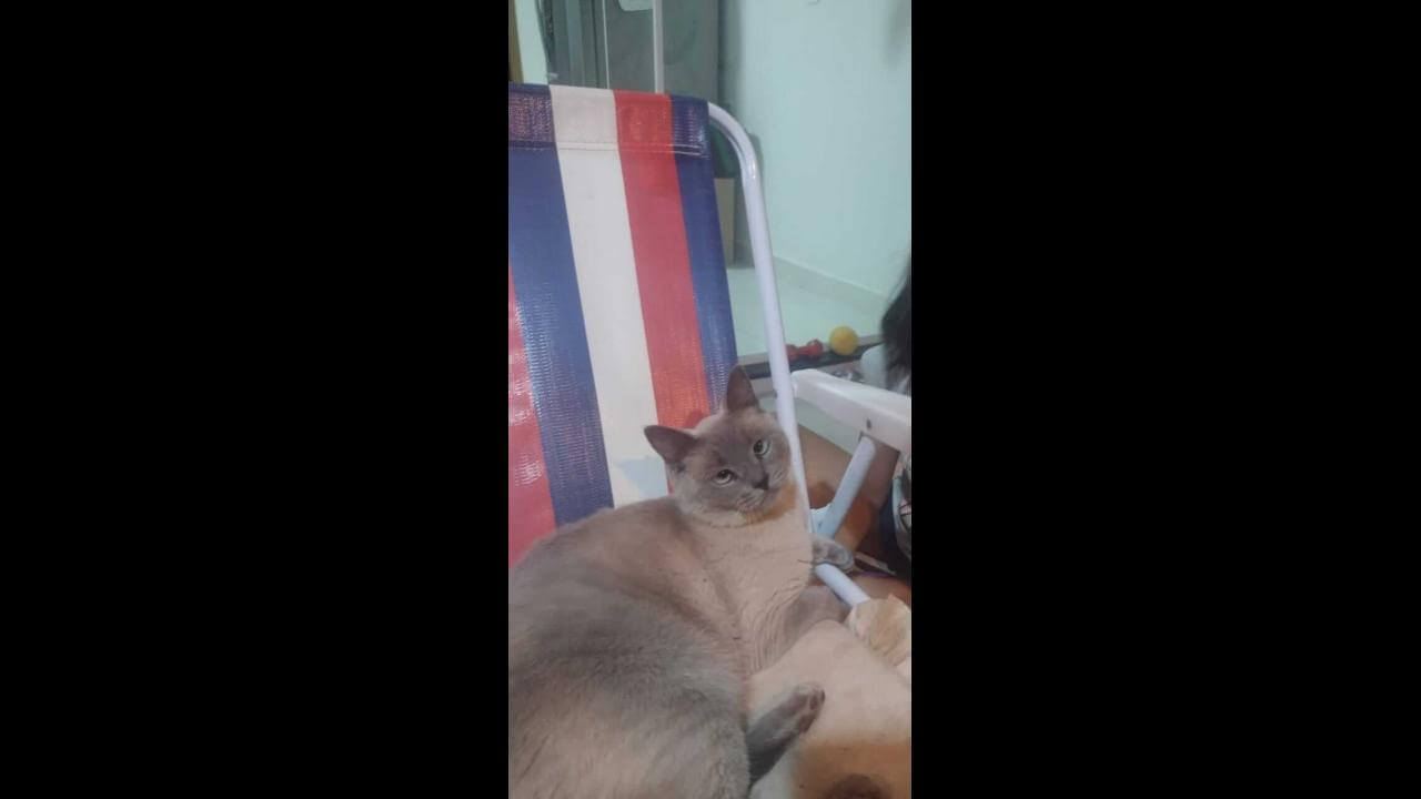 Gata Mel desapareceu no bairro Florais do Paraná