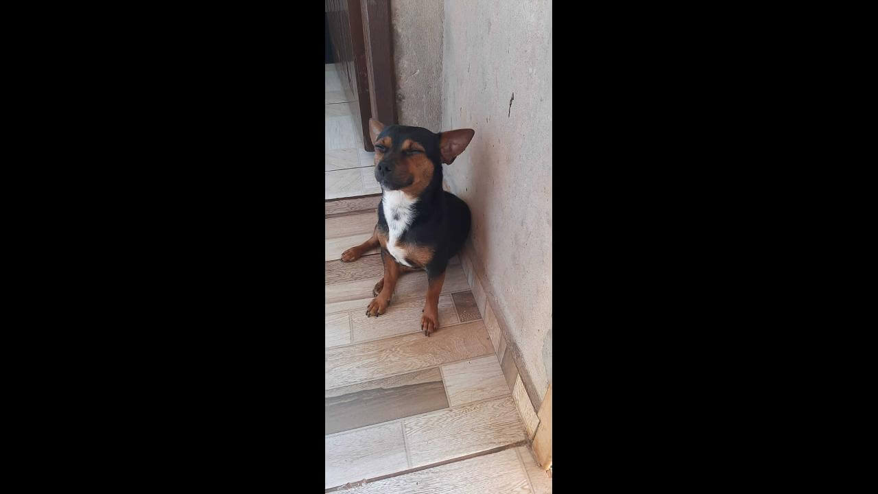 Cachorro Zeca desapareceu no bairro Cataratas Cachorro Zeca desapareceu no bairro Cataratas