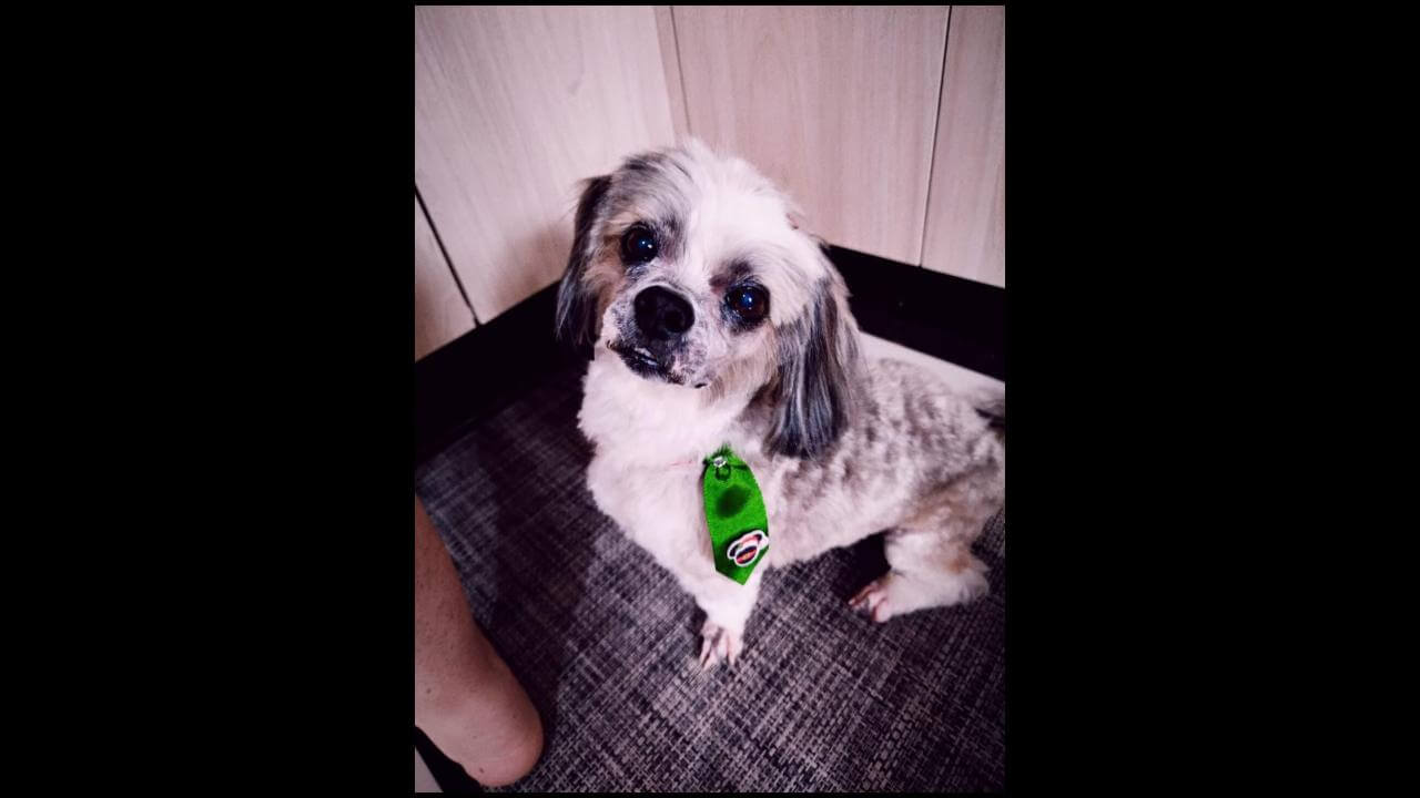 Cachorro Bolinha desapareceu no bairro Jardim Veneza Cachorro Bolinha desapareceu no bairro Jardim Veneza
