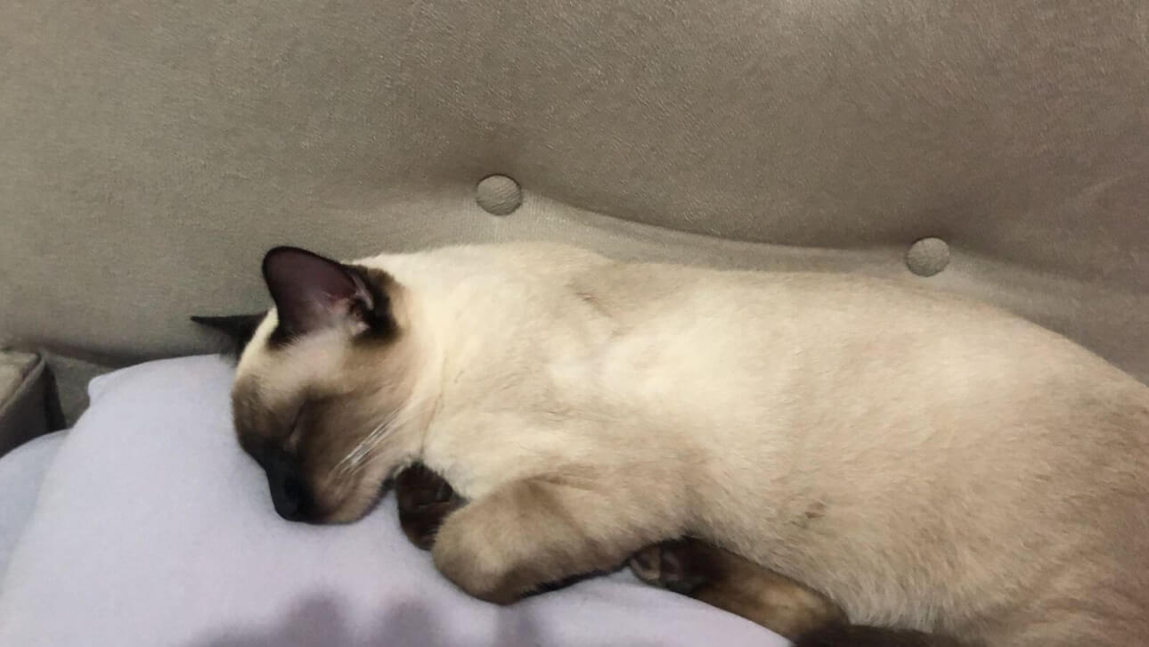 Gato Major desapareceu no bairro Morumbi