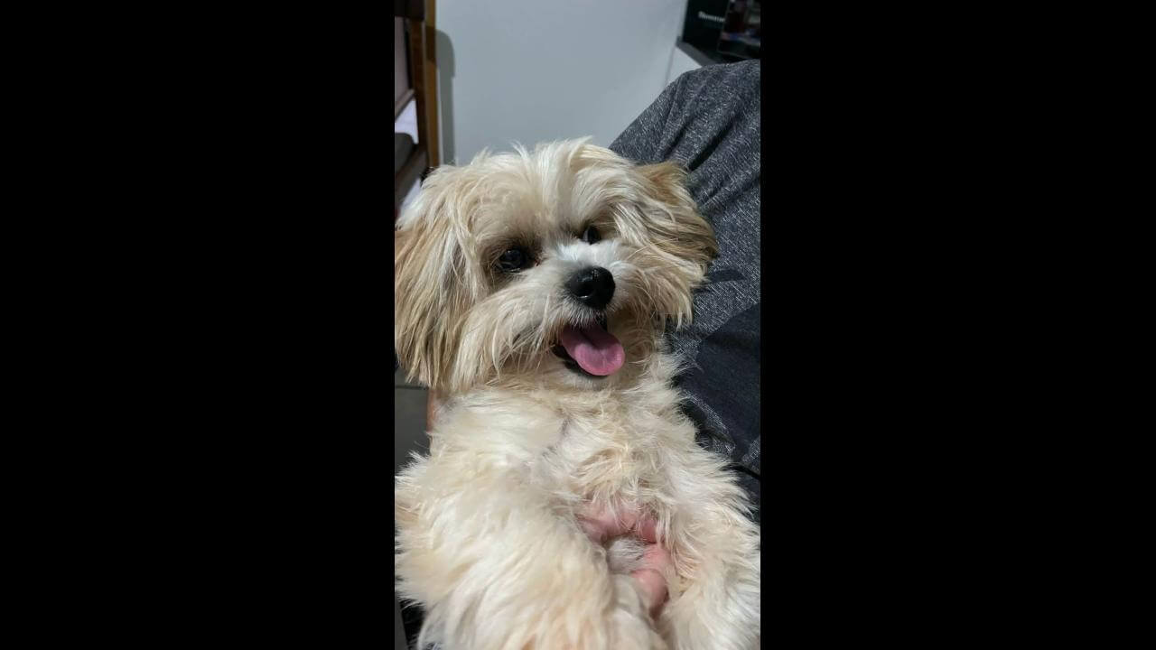 Cachorro Jack desapareceu no bairro Brasília