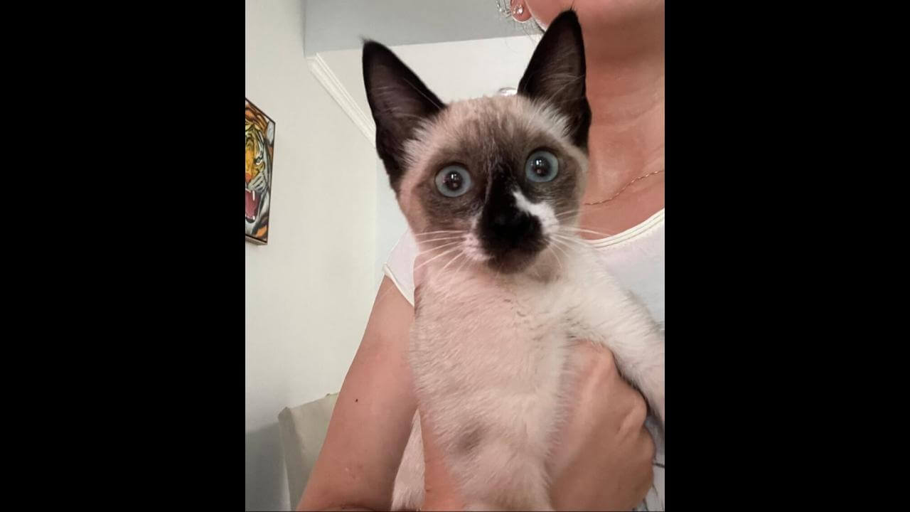 Gata é encontrada no bairro Jardim Veredas