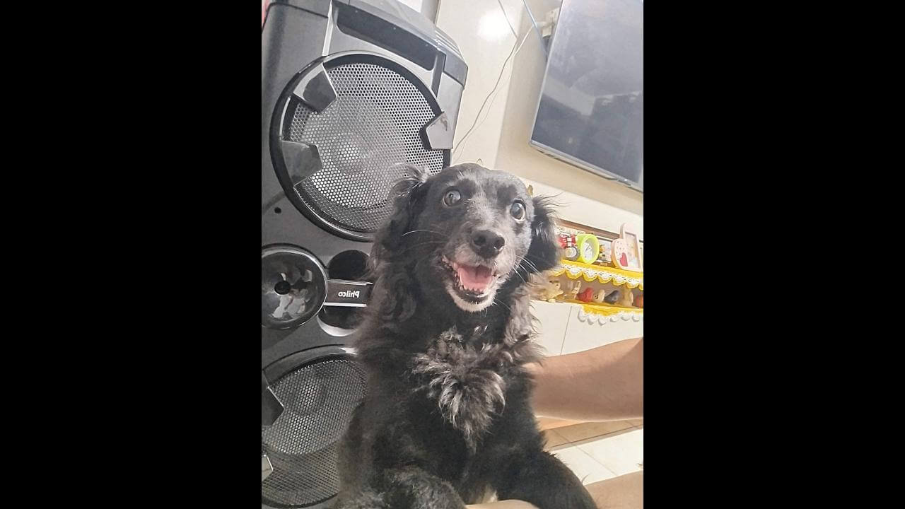 Cachorra Belinha desapareceu no bairro Interlagos