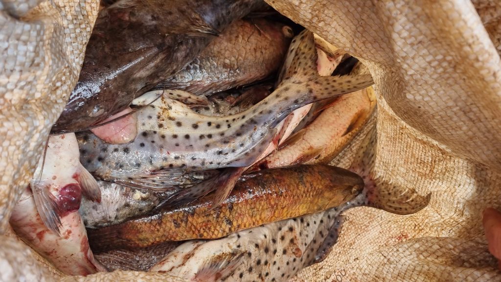Polícia Ambiental detém homem por pesca ilegal em Três Barras do Paraná