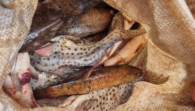 Imagem referente a Polícia Ambiental detém homem por pesca ilegal em Três Barras do Paraná