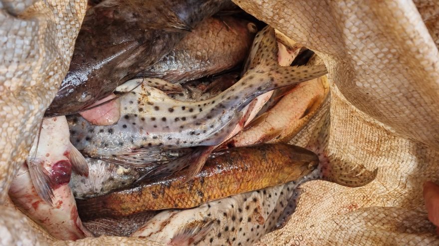 Polícia Ambiental detém homem por pesca ilegal em Três Barras do Paraná