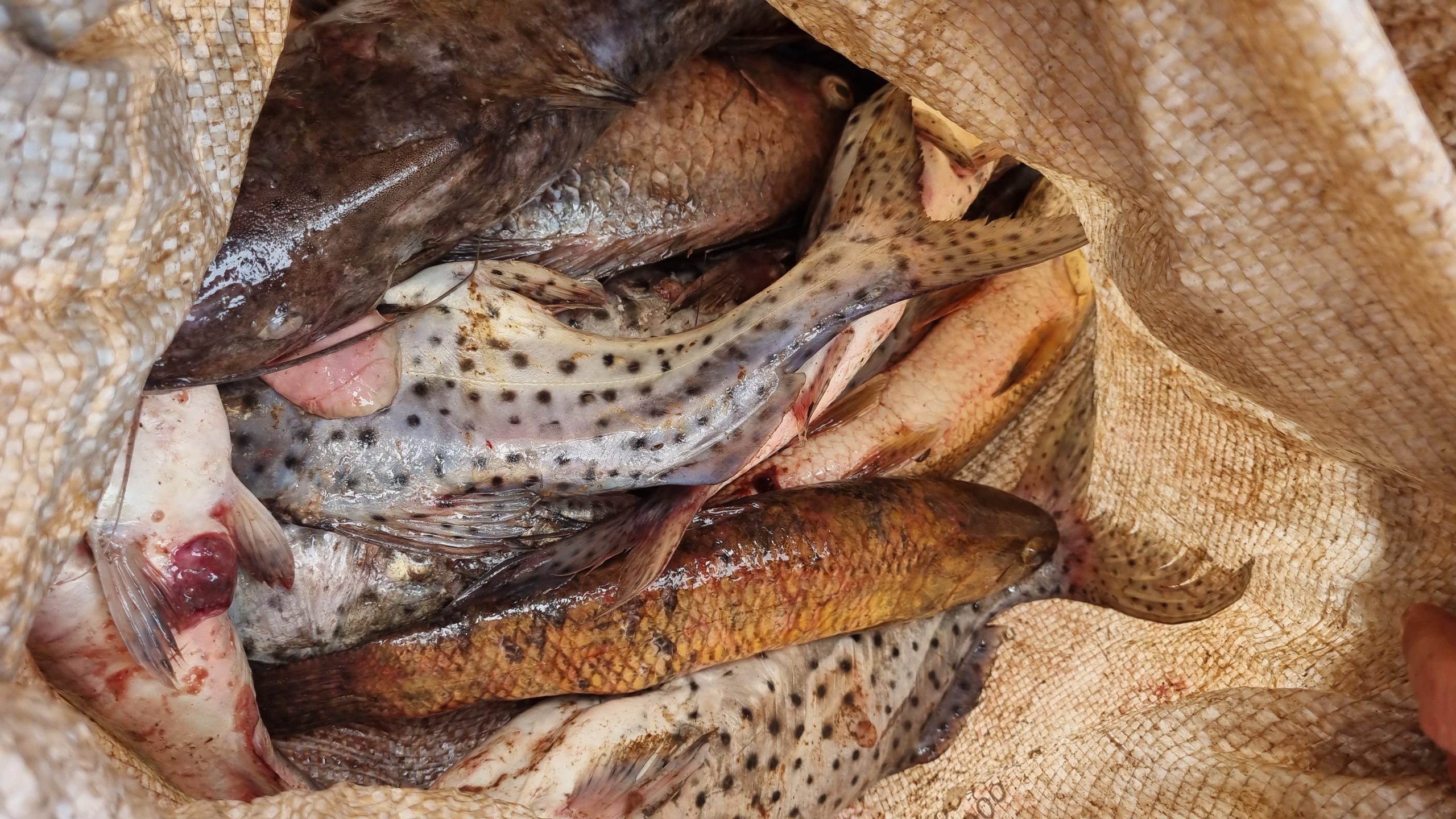 Polícia Ambiental detém homem por pesca ilegal em Três Barras do Paraná