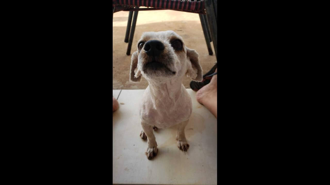 Cachorro Bufinho desapareceu no bairro Brasmadeira