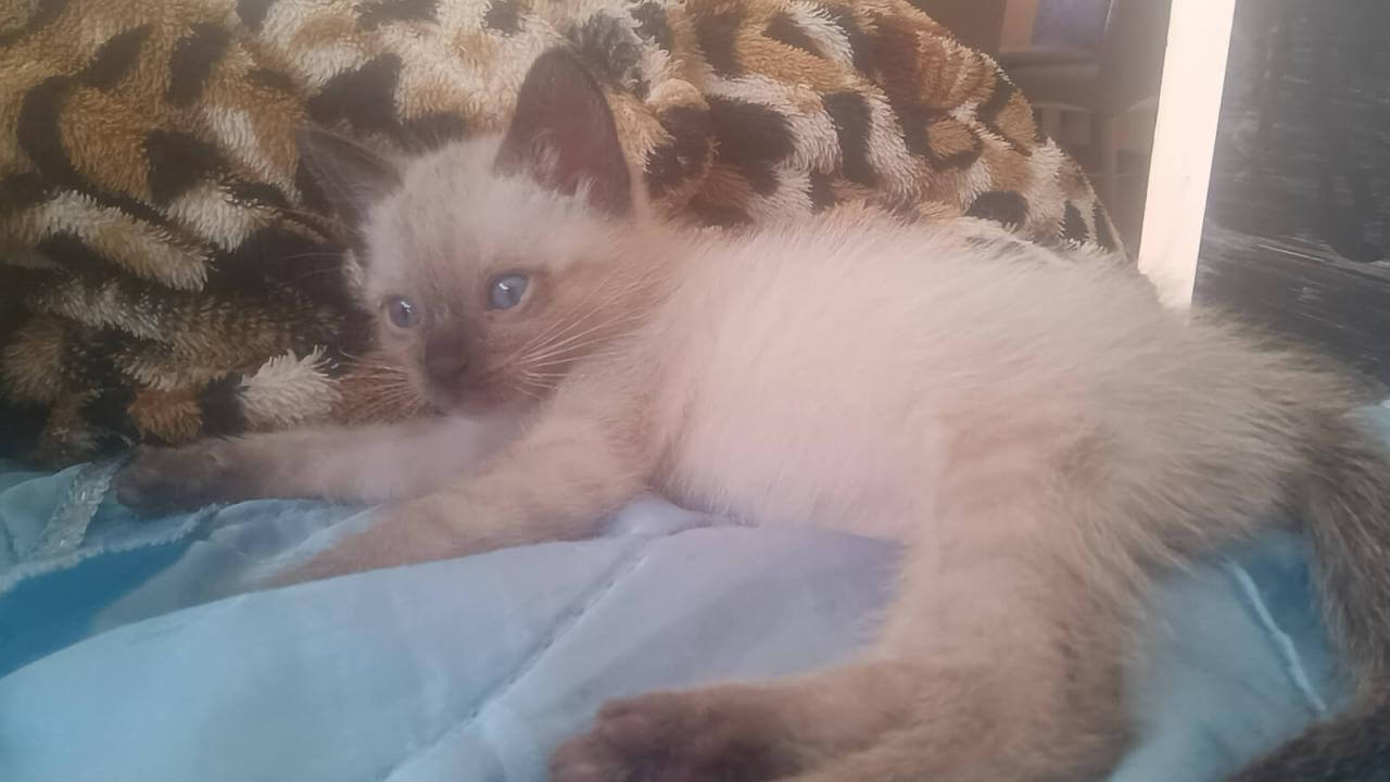 Gata Caju desapareceu no bairro Canadá