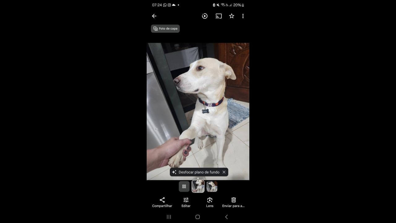 Cachorro Shelby desapareceu no bairro Cancelli