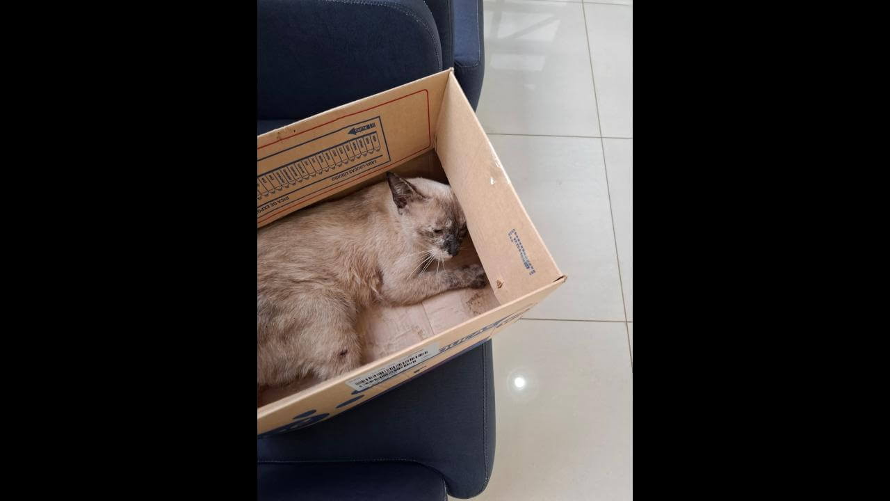 Gato é encontrado no bairro Centro