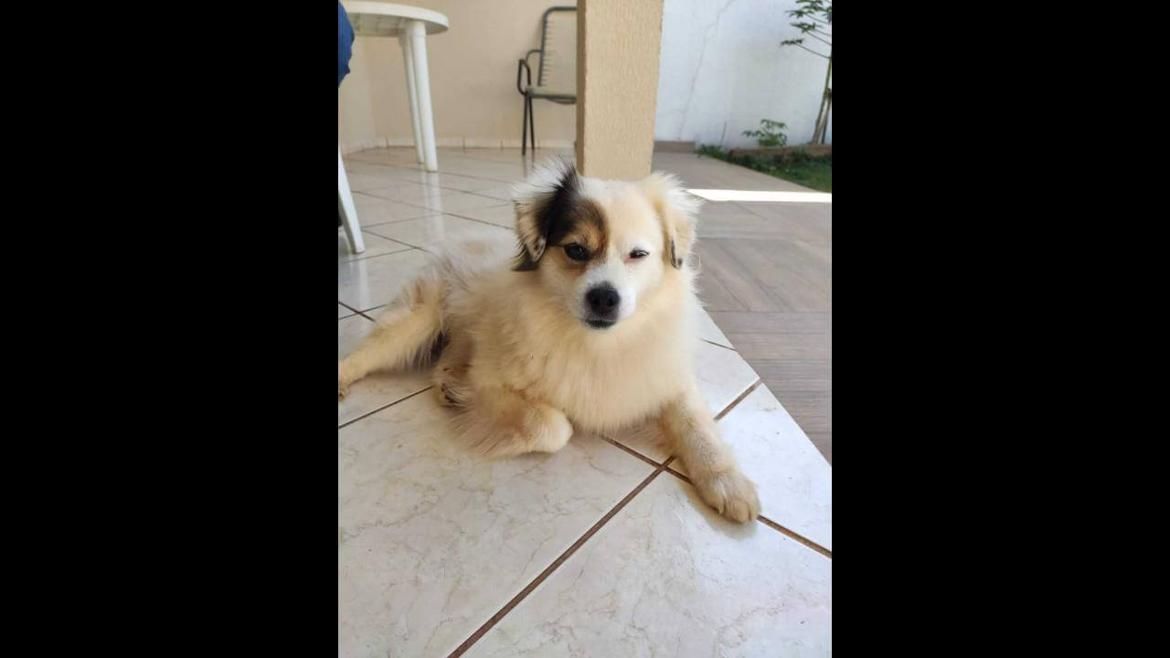 Cachorra Kiki desapareceu no bairro Tropical III