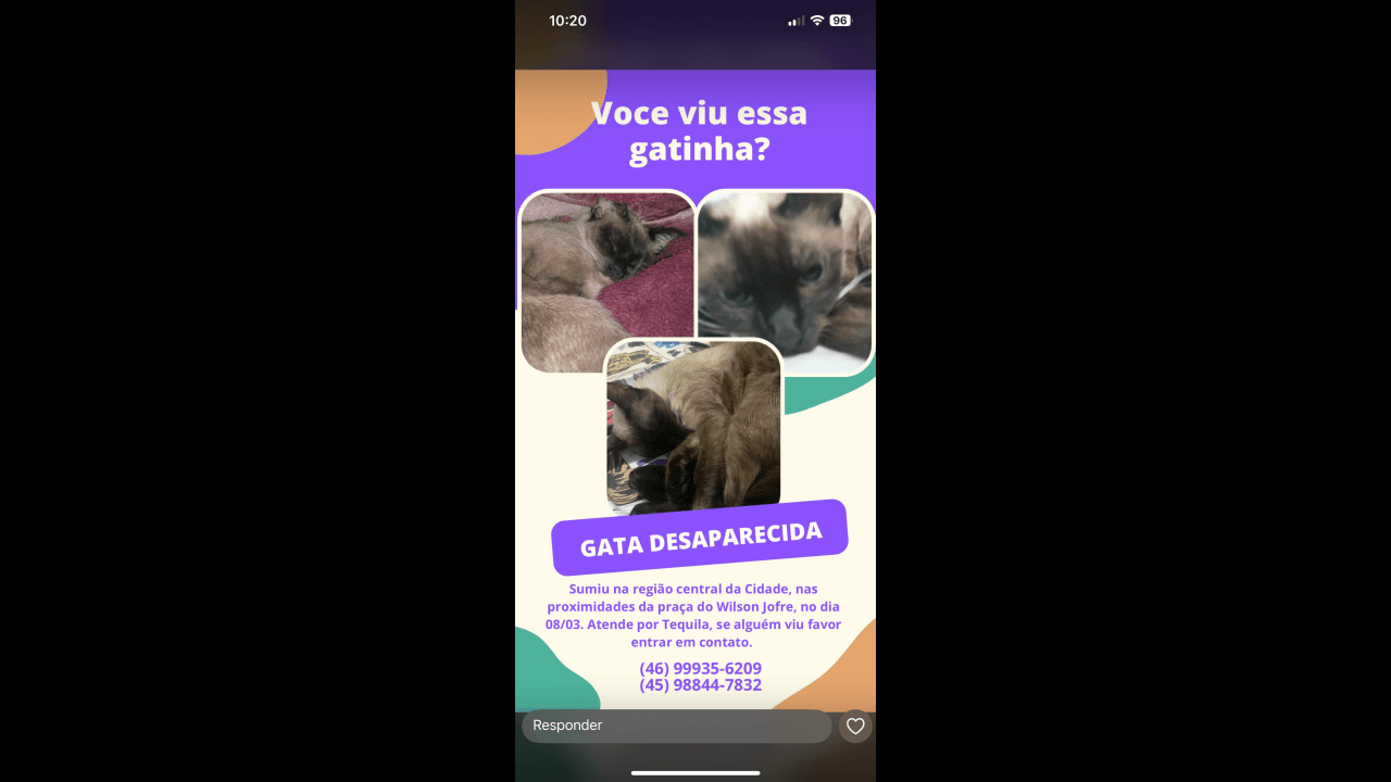 Gata Tekila desapareceu no bairro Centro