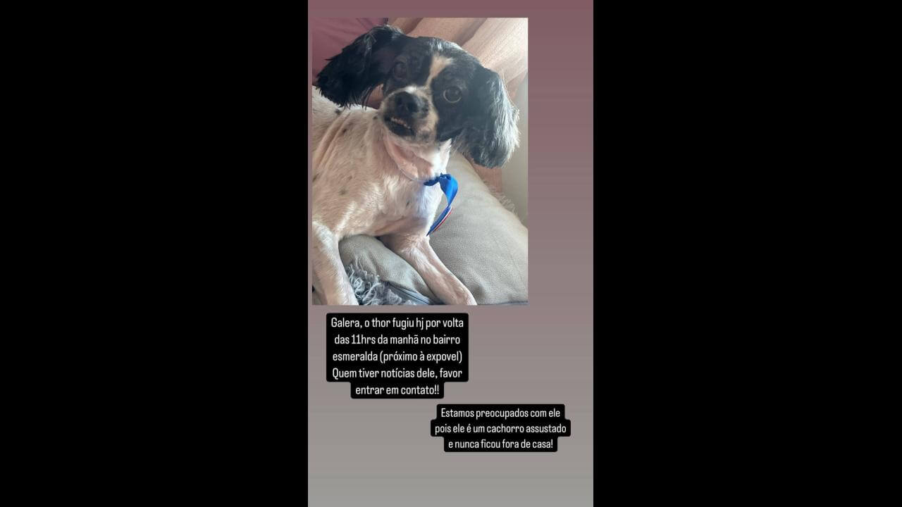 Cachorro Thor desapareceu no bairro Esmeralda