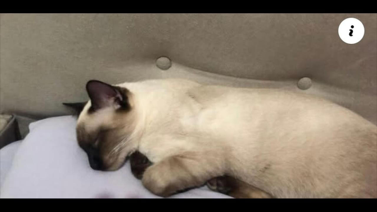 Gato é encontrado no bairro Morumbi
