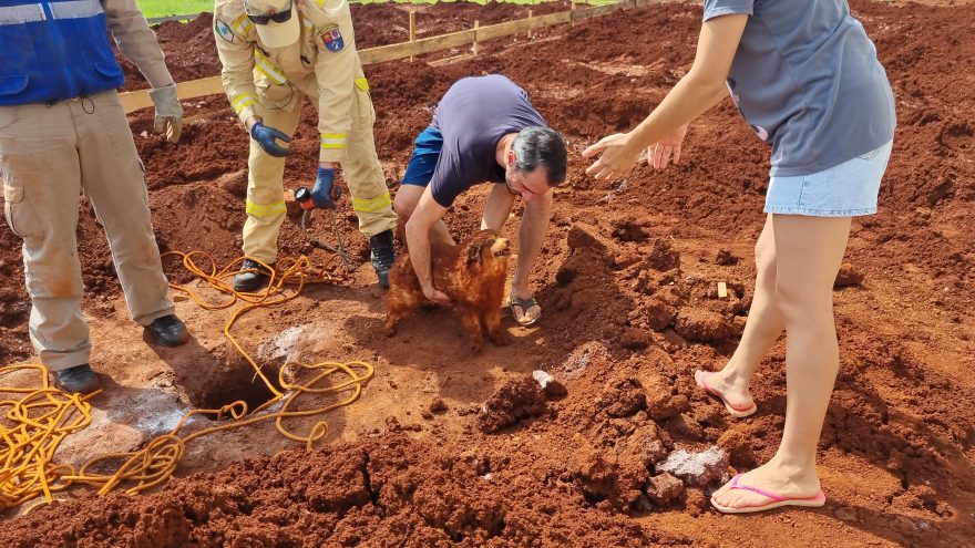 Cachorro cai em buraco e é resgatado pelos Bombeiros no Cancelli