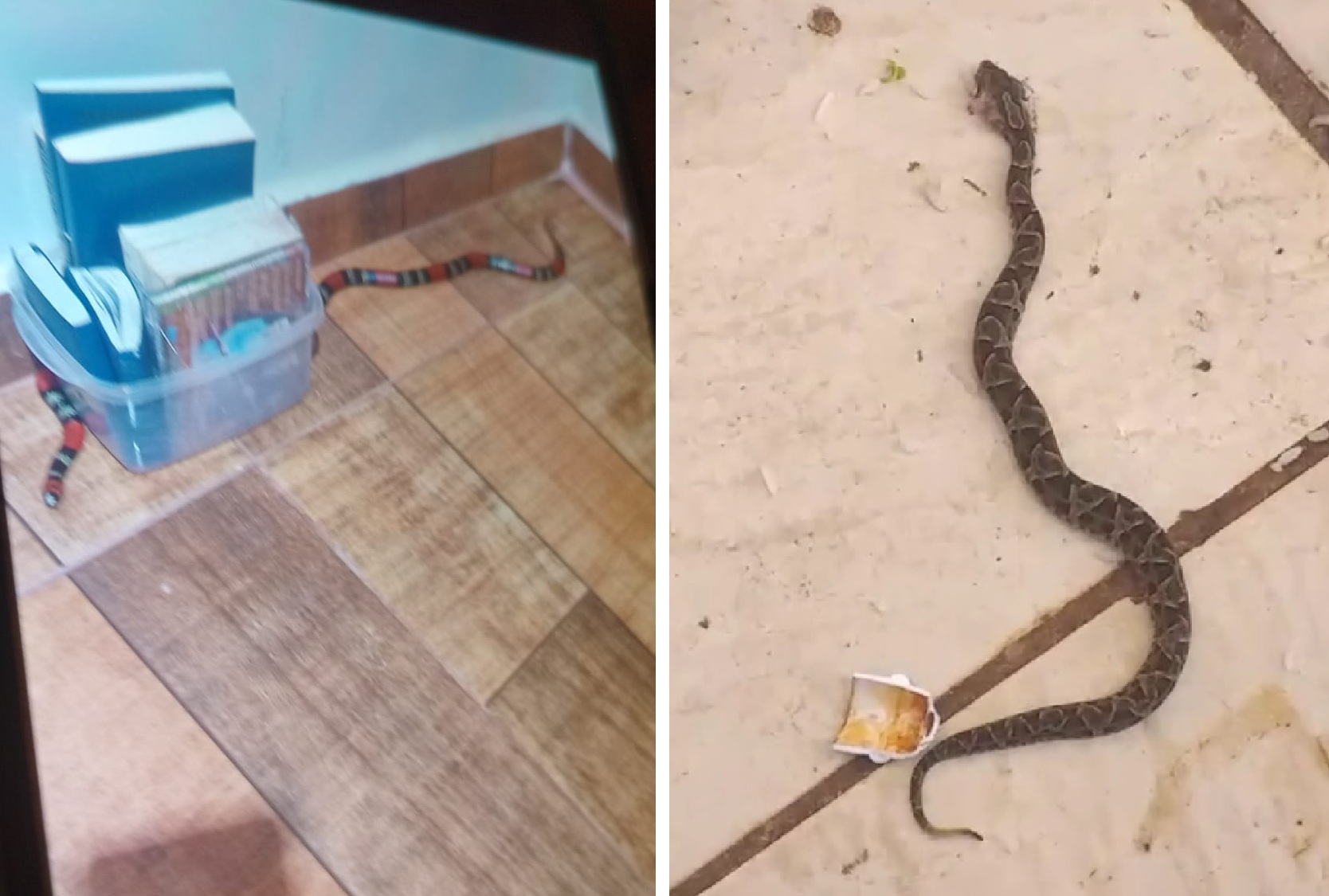 Moradores do Parque dos Ipês pedem ajuda após cobras jararaca e coral serem encontradas em imóveis