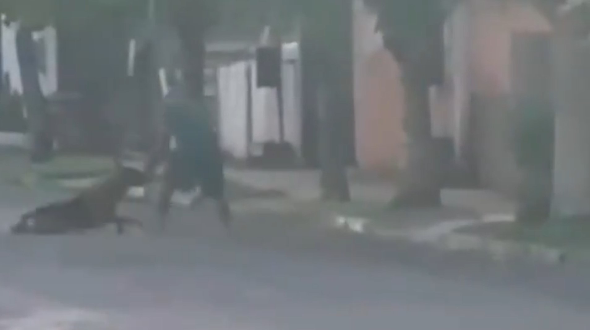 Homem é preso após ser filmado agredindo cachorro em Lucas do Rio Verde