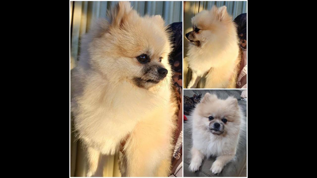 Cachorro Ozzie desapareceu no bairro Cancelli Cachorro Ozzie desapareceu no bairro Cancelli