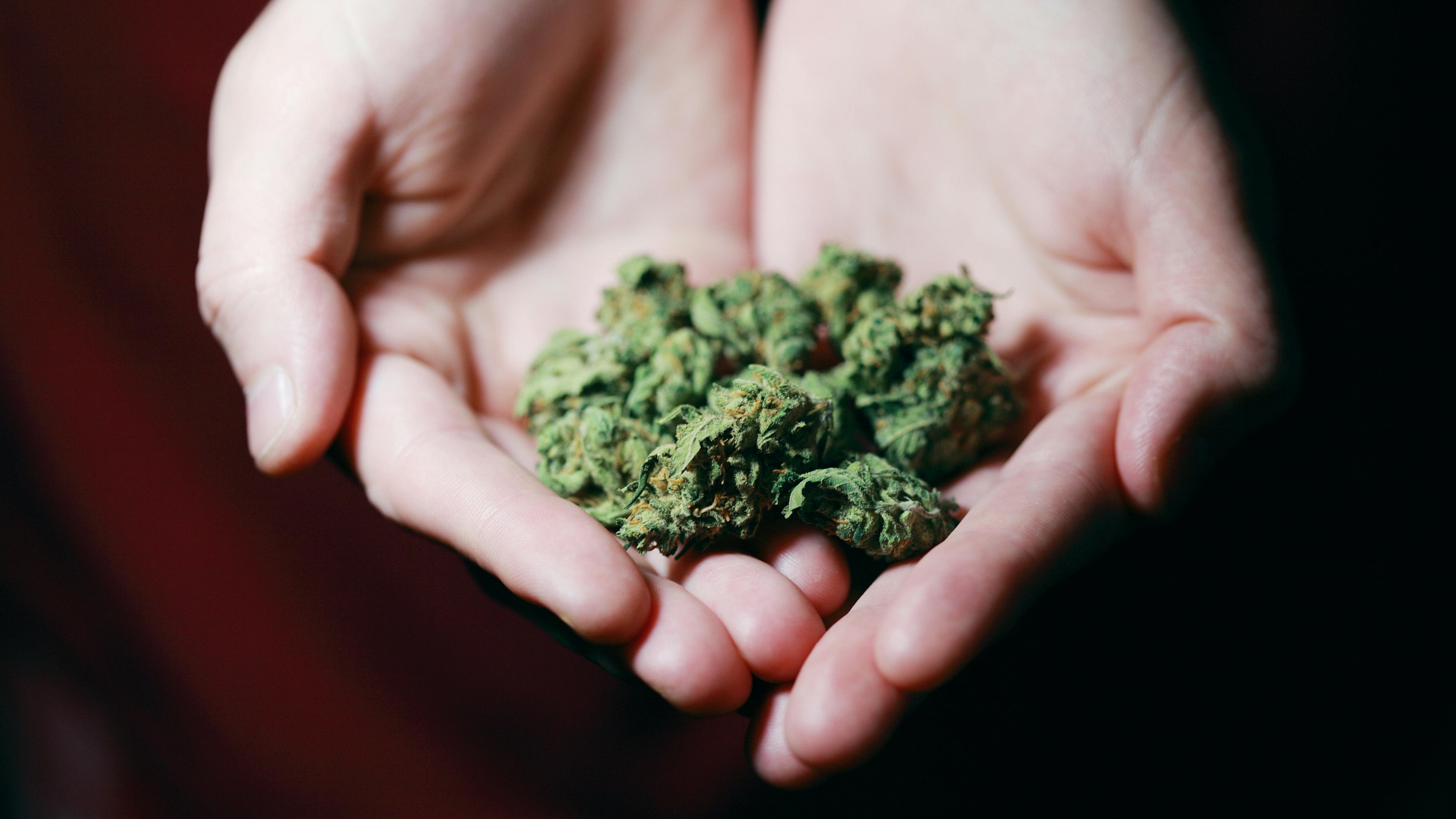 Vereadores de Cascavel se mobilizam contra decisão do STF que descriminaliza porte de maconha Vereadores de Cascavel se mobilizam contra decisão do STF que descriminaliza porte de maconha