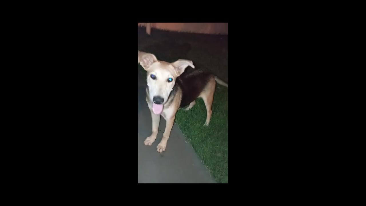 Cachorro é encontrado no bairro Brasmadeira