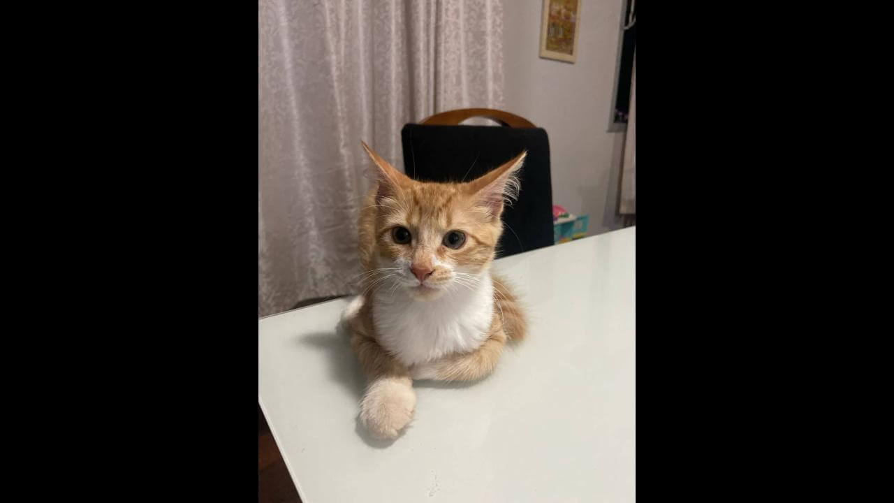 Gato Pedrinho desapareceu no bairro Centro