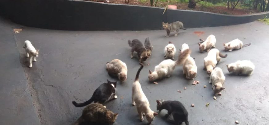 Moradora vive drama com abandono de animais e clama por ajuda e justiça