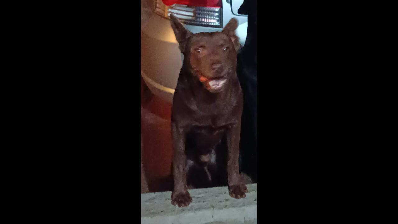Cachorro Duck desapareceu no bairro Clarito Cachorro Duck desapareceu no bairro Clarito
