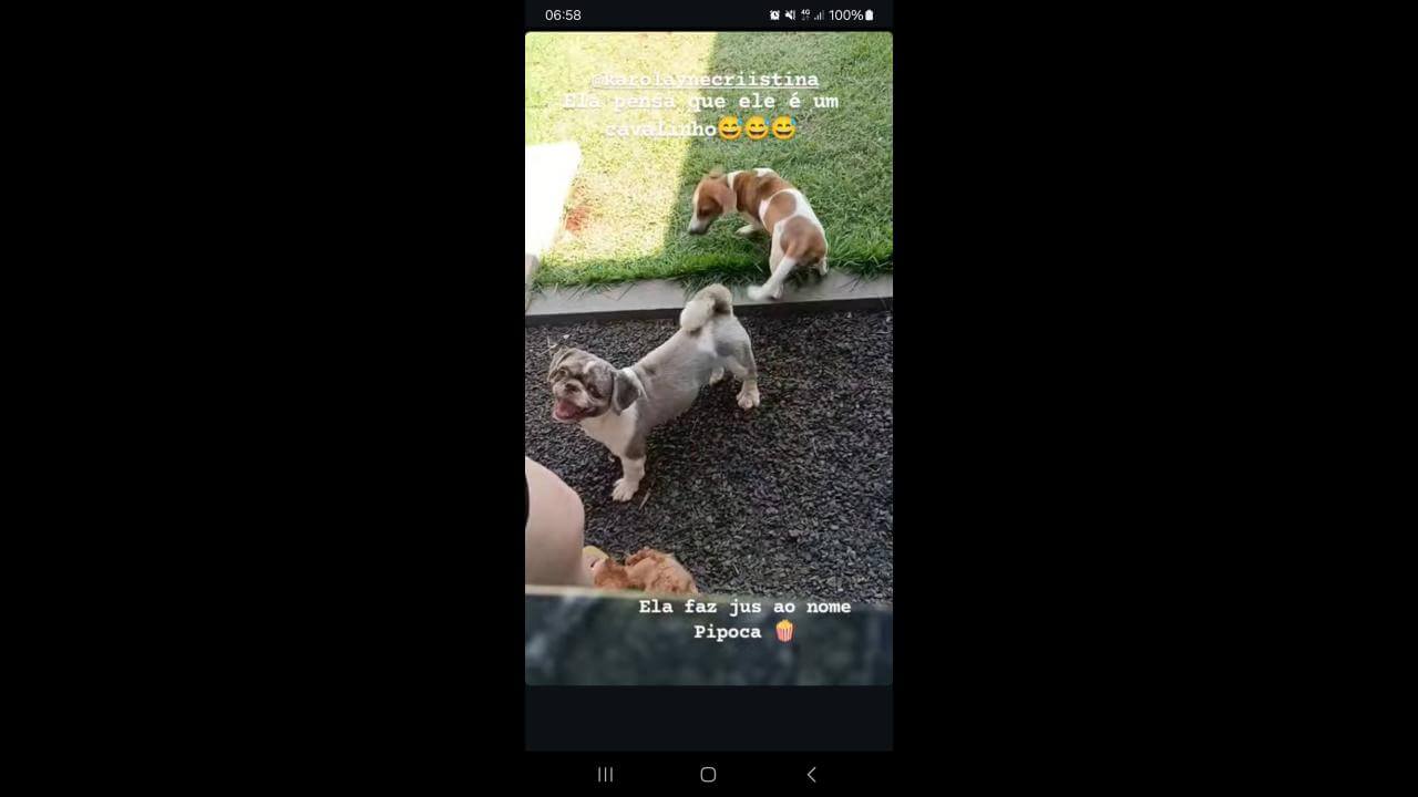 Cachorro Zeus desapareceu no bairro Periolo