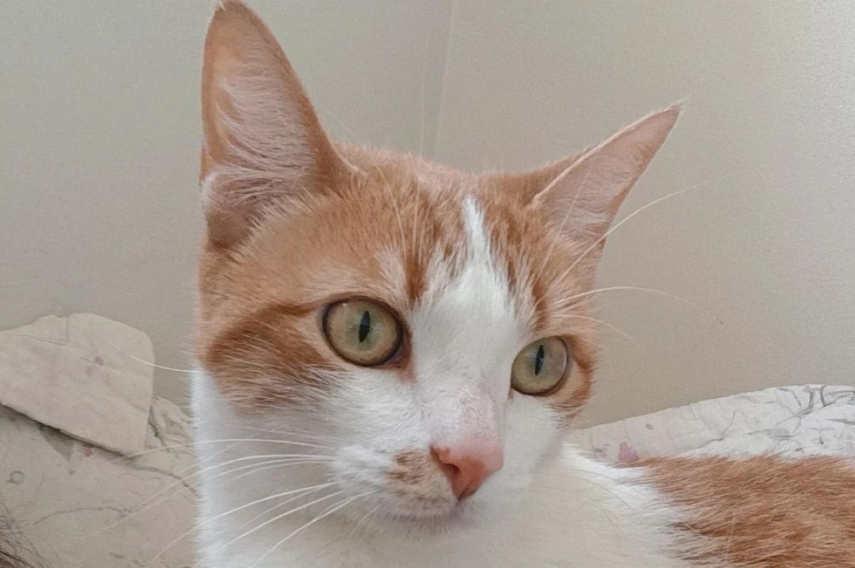 Procura-se: Bart, o gato que é como um membro da família