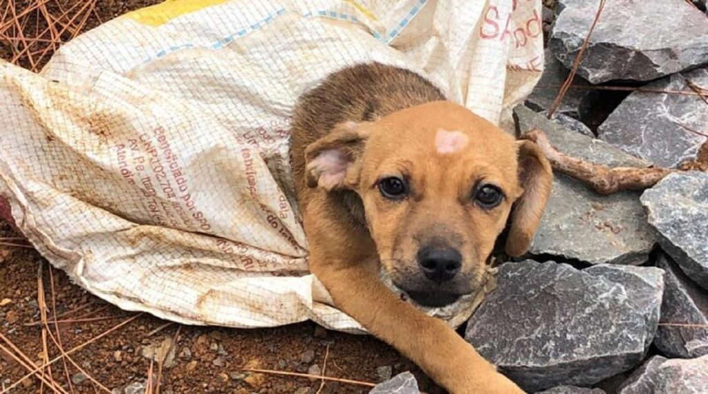 MP recomenda que municípios criem plano de ação para resgate de animais vítimas de maus-tratos