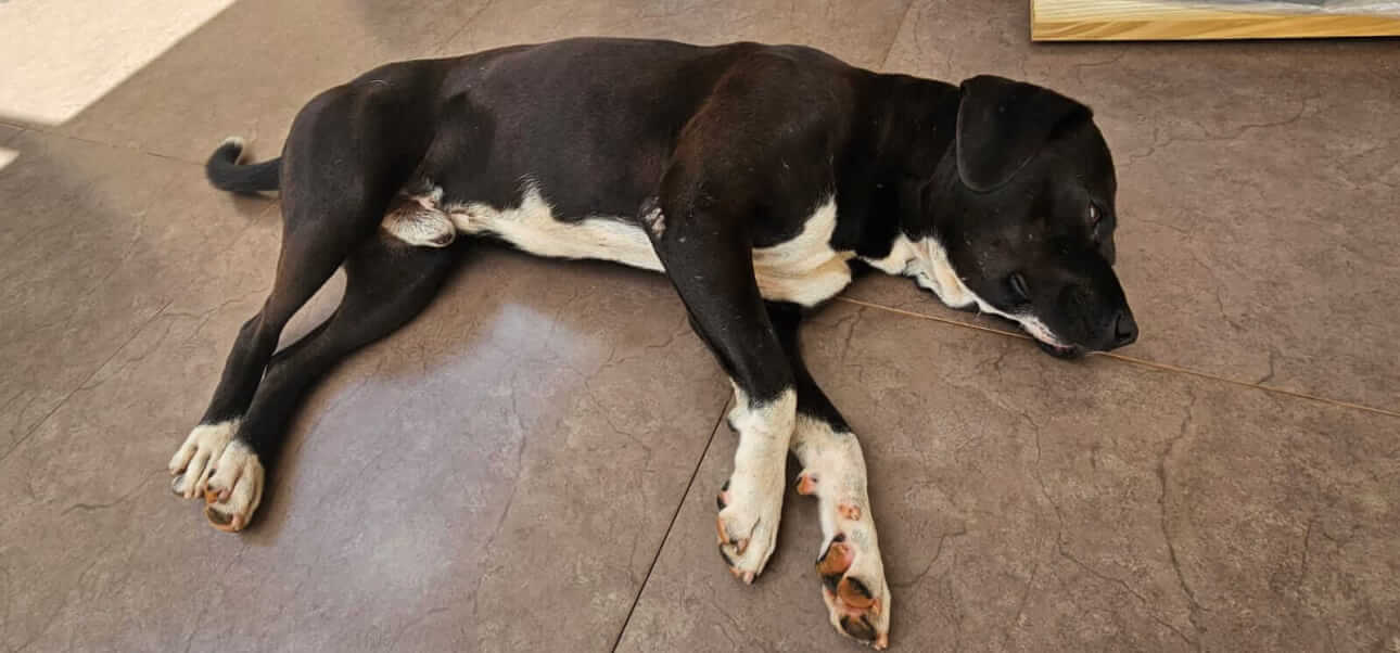 Cachorro é encontrado no bairro Centro Cachorro é encontrado no bairro Centro