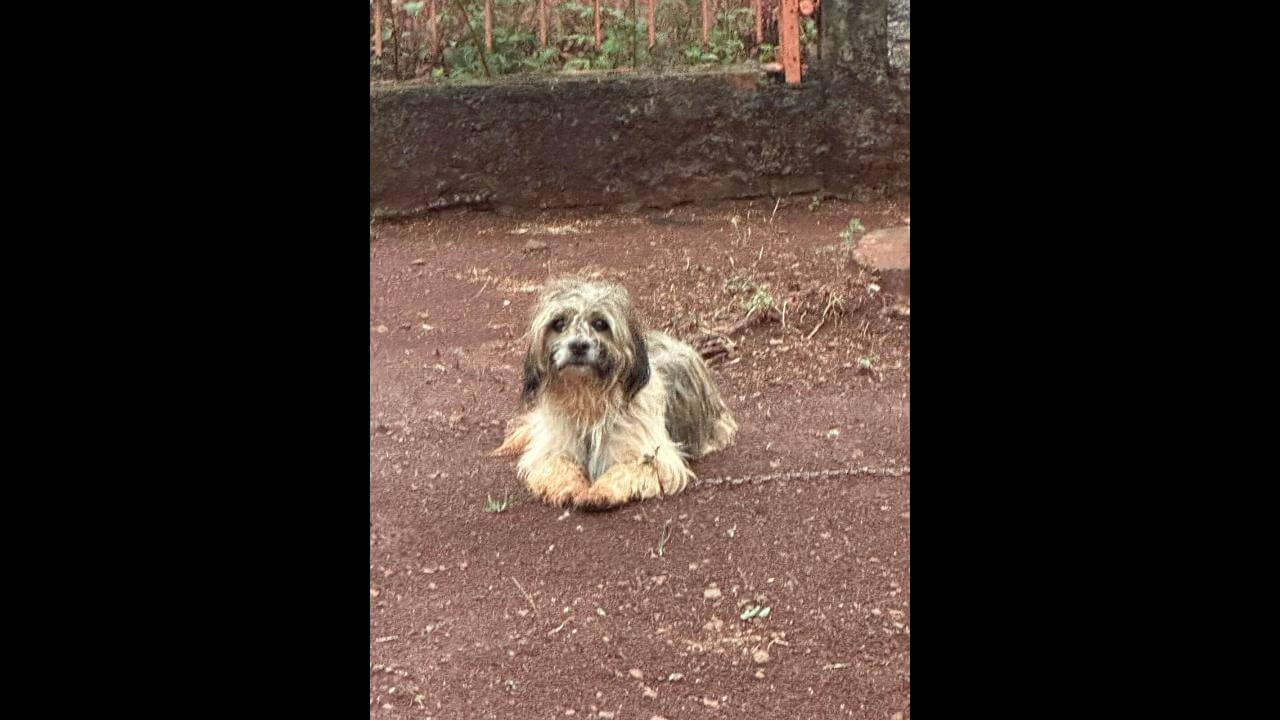 Cachorro é encontrado no bairro Cancelli