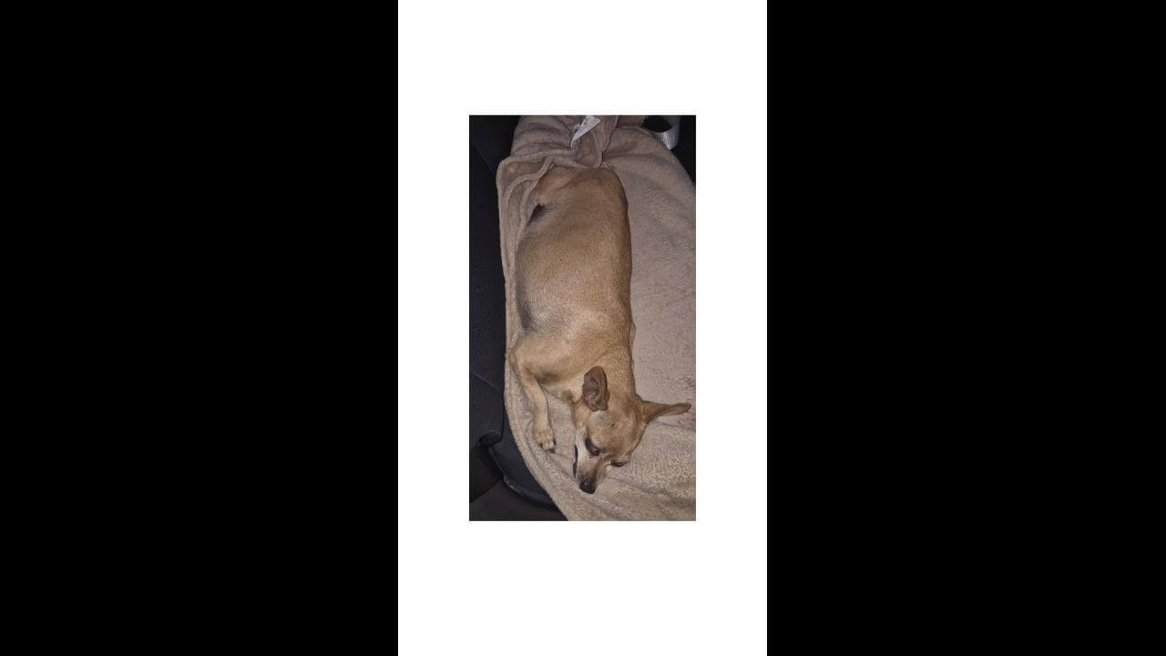 Cachorra é encontrada no bairro Country