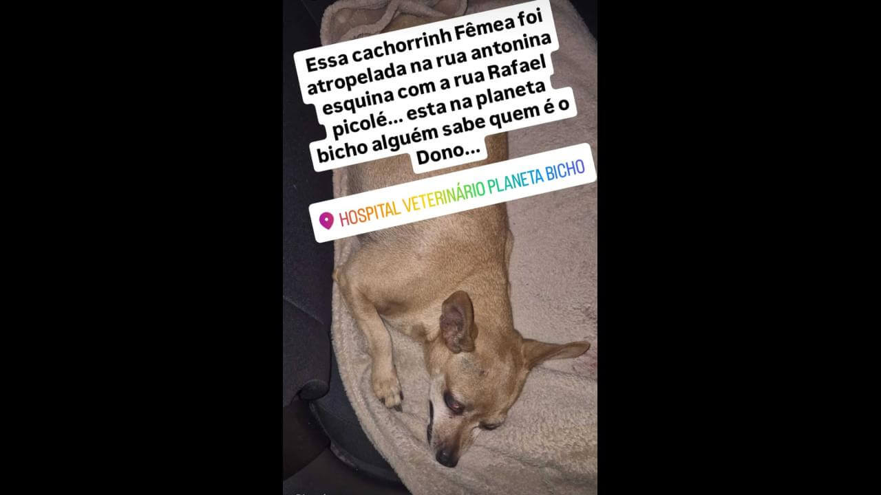 Cachorra é encontrada no bairro Country