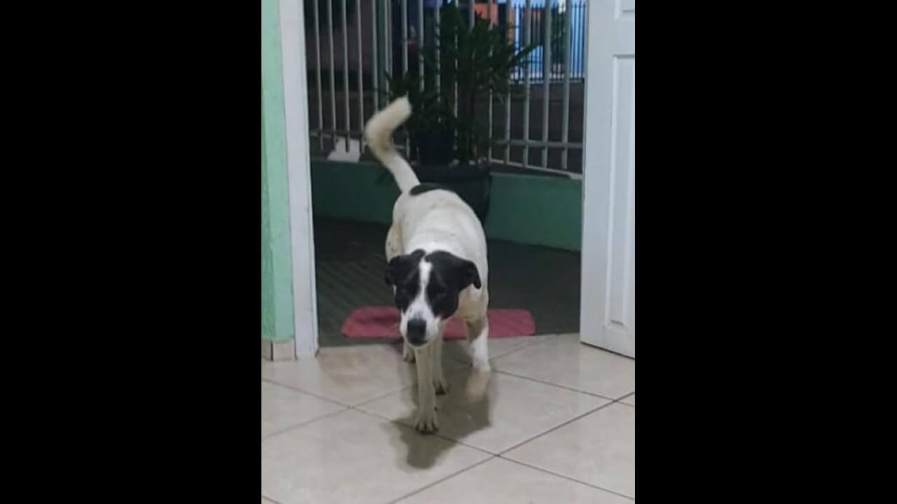 Cachorro Flocos desapareceu no bairro Canadá