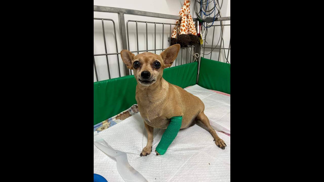 Cachorra é encontrada no bairro Centro