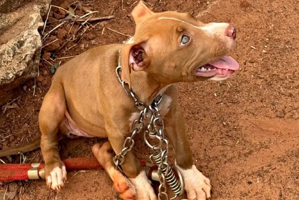 Polícia Civil de Iporã resgata dois cães em situação de maus-tratos e prende um homem