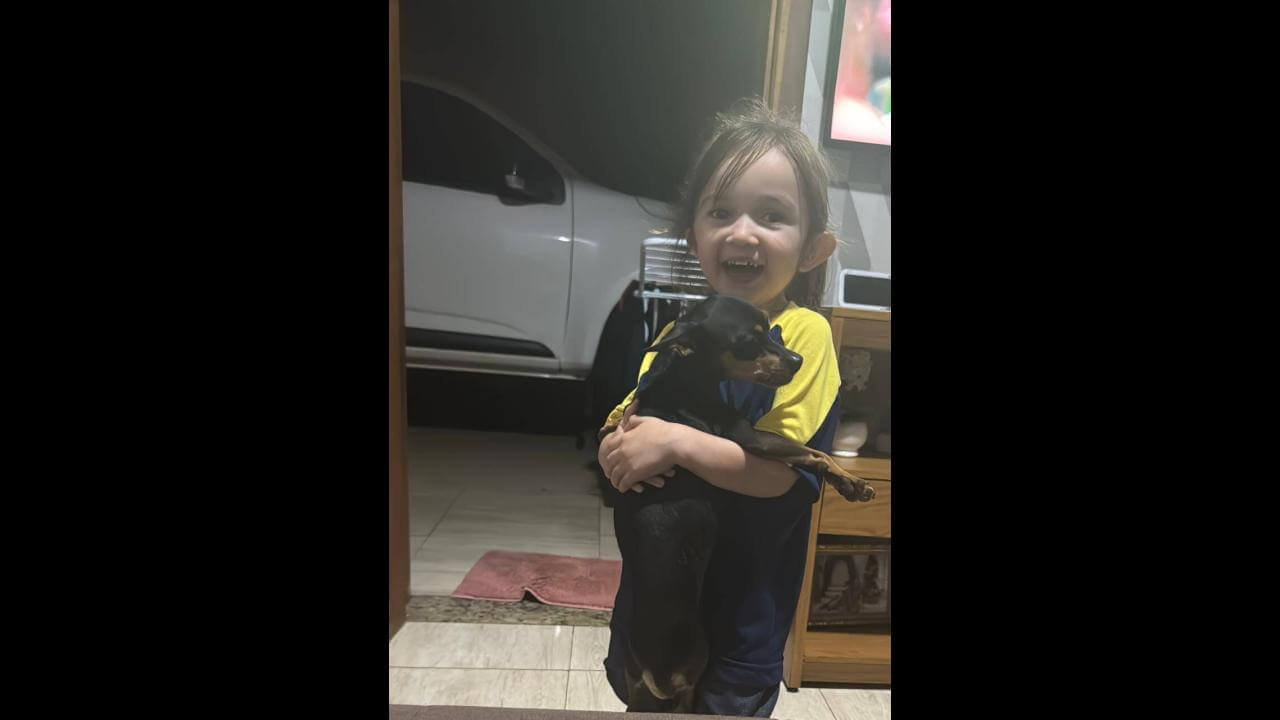 Cachorro Montanha desapareceu no bairro Alto Alegre