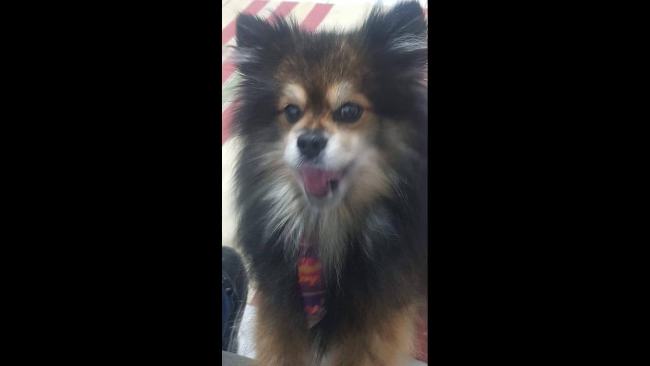Cachorro Zico desapareceu no bairro Alto Alegre