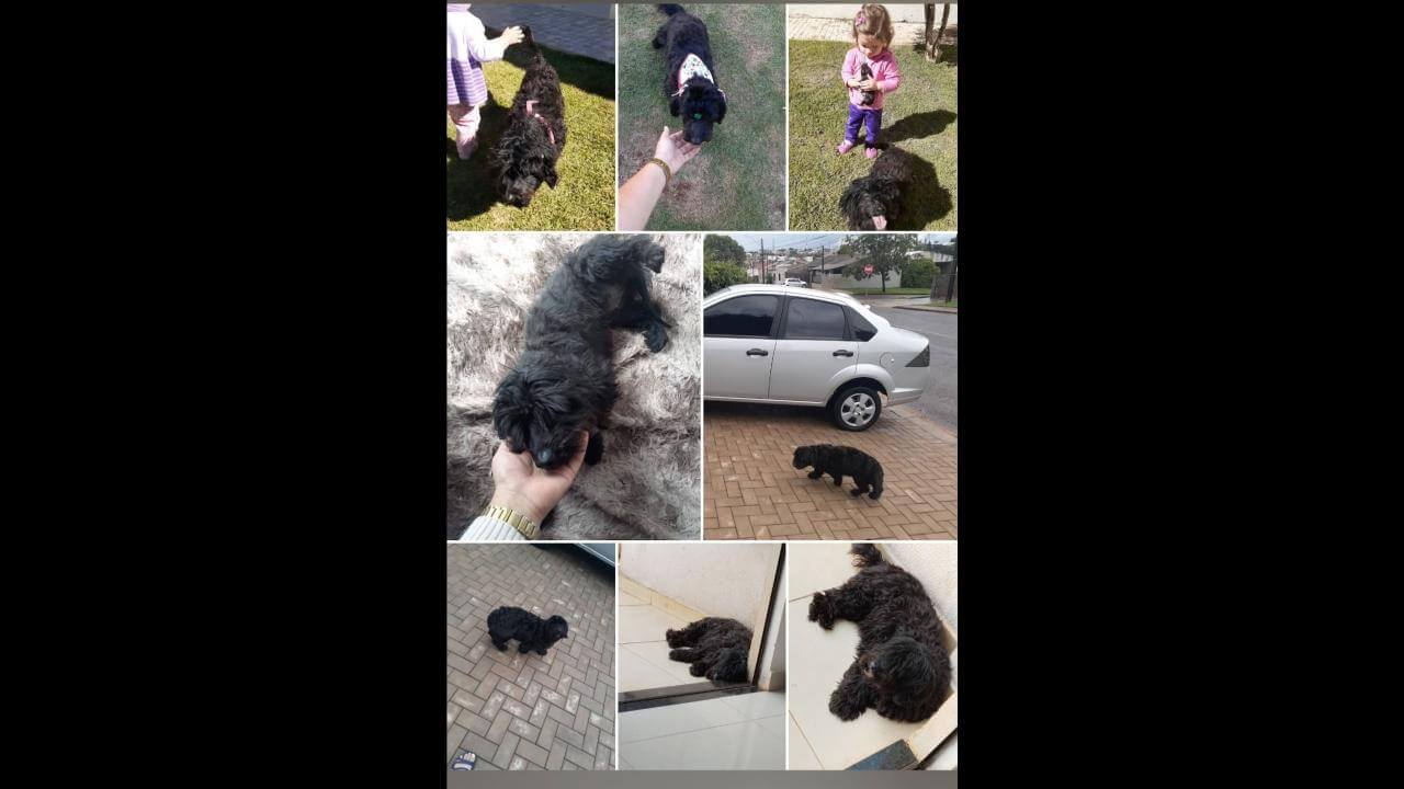 Cachorra Kakau desapareceu no bairro Jardim União