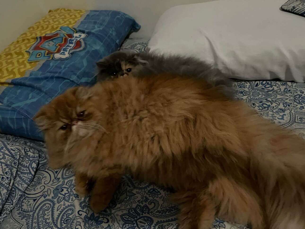 Gato Cheddar desapareceu no bairro Universitário
