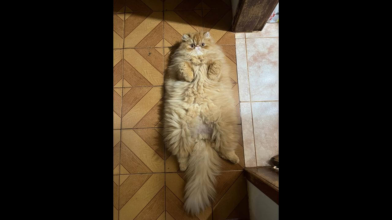 Gato Cheddar desapareceu no bairro Universitário