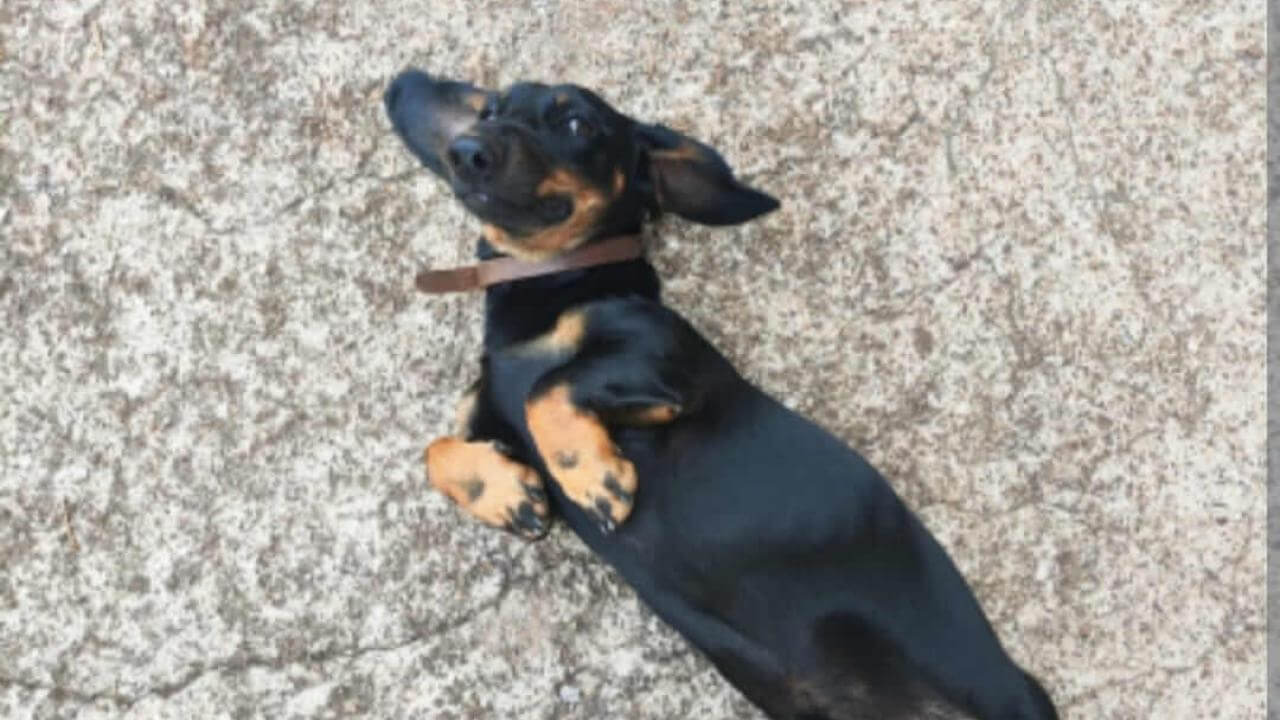 Cachorro Pitico desapareceu no bairro Centro