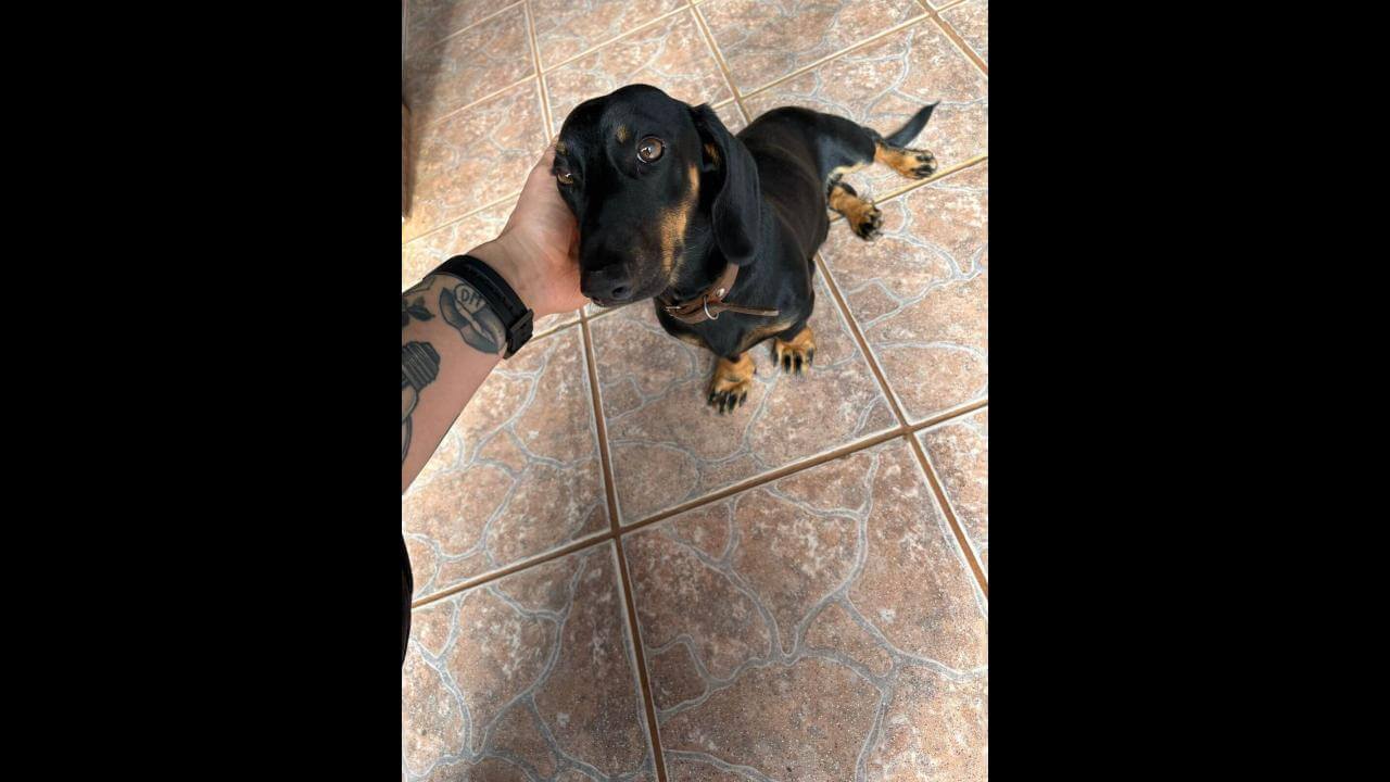 Cachorro é encontrado no bairro Neva