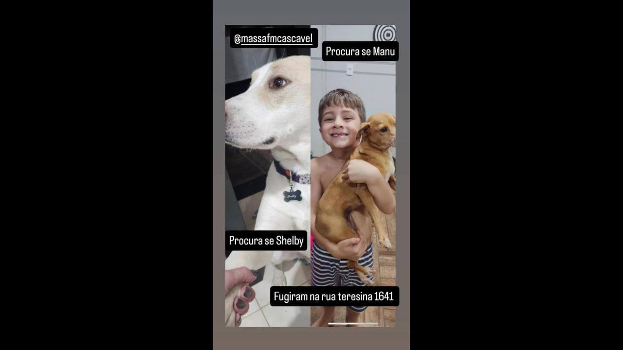 Cachorros Manu e shelby desapareceram no bairro Cancelli (oferecem recompensa)