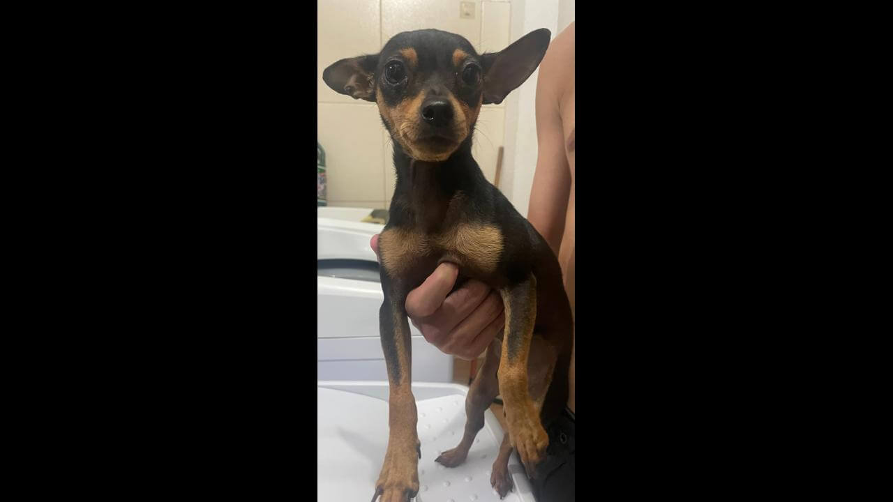 Cachorro é encontrado no bairro Brasmadeira