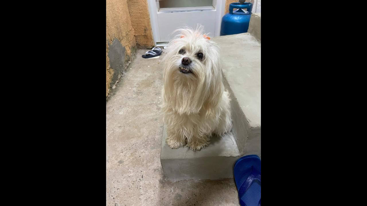 Cachorra é encontrada no bairro Jardim Padovani